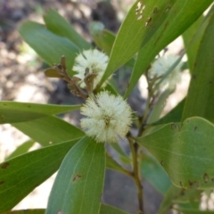 Acacia melanoxylon at McQuoids Hill - 16 Sep 2015