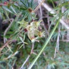 Acrotriche serrulata at Kambah, ACT - 16 Sep 2015