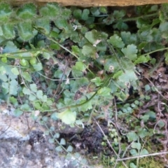 Asplenium flabellifolium (Necklace Fern) at McQuoids Hill - 16 Sep 2015 by FranM