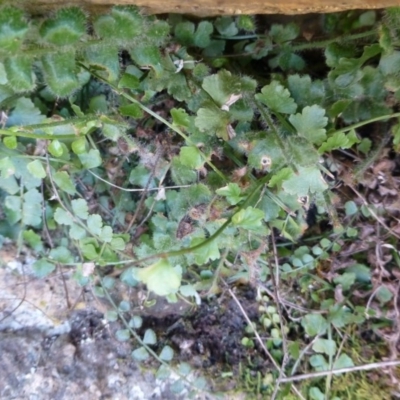 Asplenium flabellifolium (Necklace Fern) at McQuoids Hill - 16 Sep 2015 by FranM