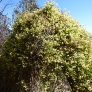 Clematis leptophylla at McQuoids Hill - 16 Sep 2015