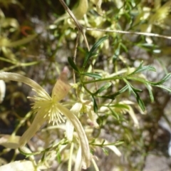 Clematis leptophylla at McQuoids Hill - 16 Sep 2015