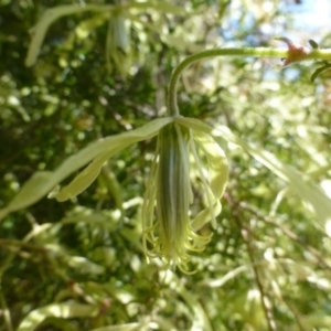 Clematis leptophylla at McQuoids Hill - 16 Sep 2015