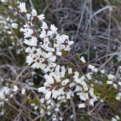 Cryptandra amara (Bitter Cryptandra) at Kambah, ACT - 16 Sep 2015 by FranM