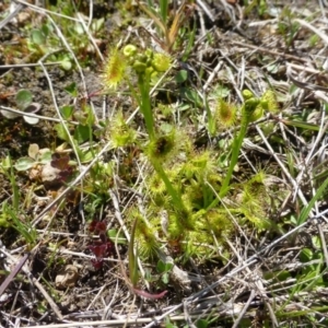 Drosera sp. at Kambah, ACT - 16 Sep 2015