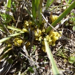 Lomandra bracteata at McQuoids Hill - 16 Sep 2015