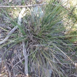 Lomandra multiflora at Kambah, ACT - 16 Sep 2015