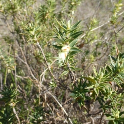 Melichrus urceolatus (Urn Heath) at Kambah, ACT - 16 Sep 2015 by FranM