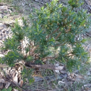 Melichrus urceolatus at Kambah, ACT - 16 Sep 2015 12:46 PM