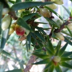 Melichrus urceolatus at Kambah, ACT - 16 Sep 2015 12:46 PM