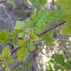 Rubus parvifolius (Native Raspberry) at McQuoids Hill - 16 Sep 2015 by FranM