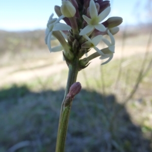 Stackhousia monogyna at Kambah, ACT - 16 Sep 2015