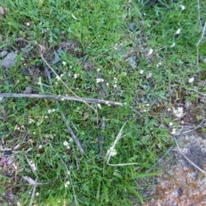 Cerastium vulgare at McQuoids Hill - 16 Sep 2015 12:50 PM