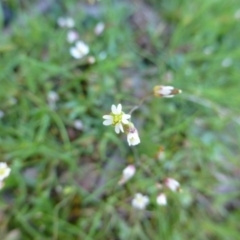 Cerastium vulgare at McQuoids Hill - 16 Sep 2015