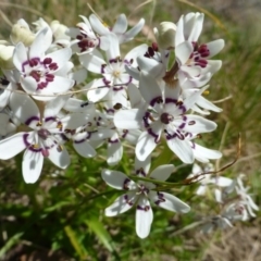 Wurmbea dioica subsp. dioica (Early Nancy) at Kambah, ACT - 16 Sep 2015 by FranM
