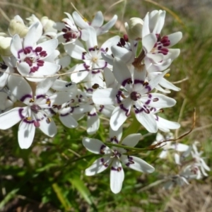 Wurmbea dioica subsp. dioica at Kambah, ACT - 16 Sep 2015 10:37 AM