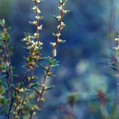 Monotoca scoparia (Broom Heath) at Theodore, ACT - 14 May 2001 by michaelb