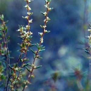 Monotoca scoparia at Theodore, ACT - 15 May 2001