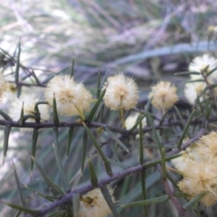 Acacia ulicifolia (Prickly Moses) at Campbell, ACT - 17 Sep 2015 by SilkeSma