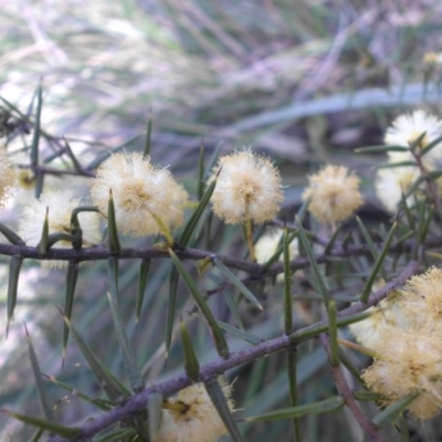 Acacia ulicifolia (Prickly Moses) at Campbell, ACT - 17 Sep 2015 by SilkeSma