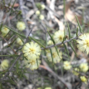 Acacia ulicifolia at Campbell, ACT - 17 Sep 2015