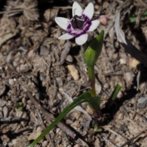 Wurmbea dioica subsp. dioica at Cotter River, ACT - 16 Sep 2015 09:47 AM