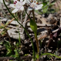 Wurmbea dioica subsp. dioica at Cotter River, ACT - 16 Sep 2015 09:47 AM