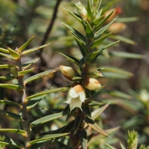 Melichrus urceolatus at Cotter River, ACT - 16 Sep 2015 12:31 PM