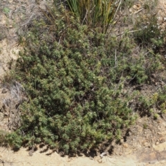 Melichrus urceolatus at Cotter River, ACT - 16 Sep 2015 12:31 PM