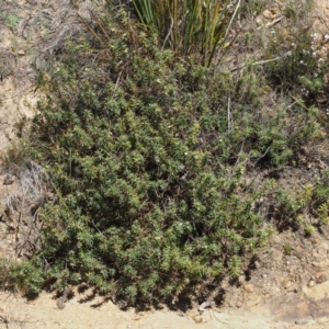 Melichrus urceolatus at Cotter River, ACT - 16 Sep 2015 12:31 PM