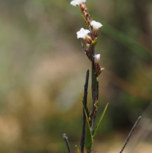 Leucopogon virgatus at Cotter River, ACT - 16 Sep 2015 12:17 PM