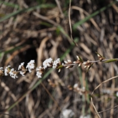 Leucopogon virgatus at Cotter River, ACT - 16 Sep 2015 12:17 PM