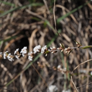 Leucopogon virgatus at Cotter River, ACT - 16 Sep 2015 12:17 PM