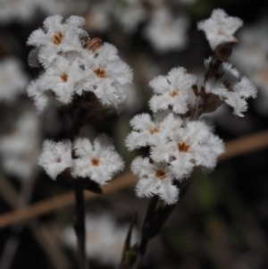 Leucopogon virgatus at Cotter River, ACT - 16 Sep 2015 12:17 PM