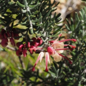 Grevillea lanigera at Cotter River, ACT - 16 Sep 2015