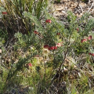 Grevillea lanigera at Cotter River, ACT - 16 Sep 2015 12:44 PM