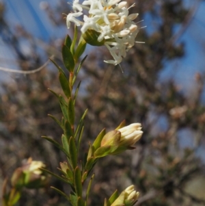 Pimelea linifolia subsp. linifolia at Cotter River, ACT - 16 Sep 2015