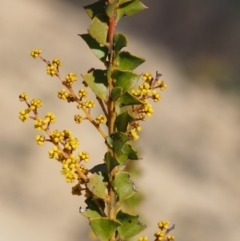 Acacia pravissima (Wedge-leaved Wattle, Ovens Wattle) at Lower Cotter Catchment - 16 Sep 2015 by KenT