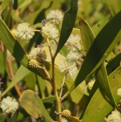 Acacia melanoxylon at Cotter River, ACT - 16 Sep 2015