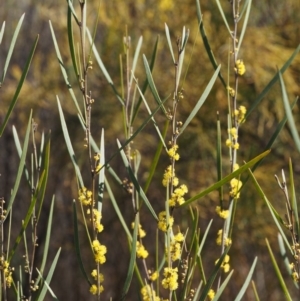 Acacia dawsonii at Cotter River, ACT - 16 Sep 2015 09:45 AM