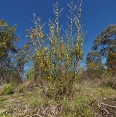 Acacia dawsonii at Cotter River, ACT - 16 Sep 2015 09:45 AM