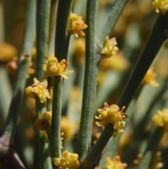 Exocarpos strictus (Dwarf Cherry) at Cotter River, ACT - 16 Sep 2015 by KenT