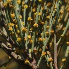 Exocarpos strictus at Cotter River, ACT - 16 Sep 2015