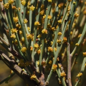 Exocarpos strictus at Cotter River, ACT - 16 Sep 2015 10:23 AM