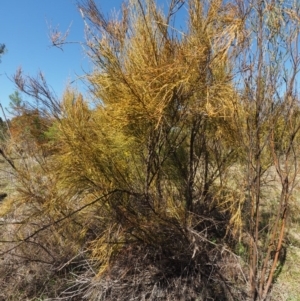 Exocarpos strictus at Cotter River, ACT - 16 Sep 2015 10:23 AM