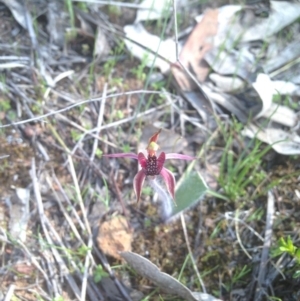 Caladenia actensis at suppressed - 17 Sep 2015