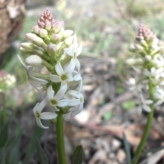 Stackhousia monogyna (Creamy Candles) at Majura, ACT - 17 Sep 2015 by SilkeSma