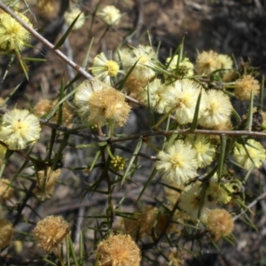 Acacia ulicifolia at Campbell, ACT - 18 Sep 2015 10:23 AM