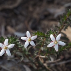 Rhytidosporum procumbens (White Marianth) at Acton, ACT - 18 Sep 2015 by KenT