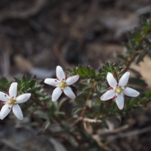 Rhytidosporum procumbens at Acton, ACT - 18 Sep 2015 09:37 AM